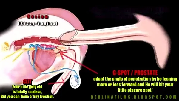 New shemale anatomy cool Videos